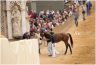 Prove di Addestramento Mattutine: la gallery di Benedetta Aucone